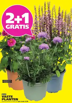 Ranzijn Vaste planten aanbieding
