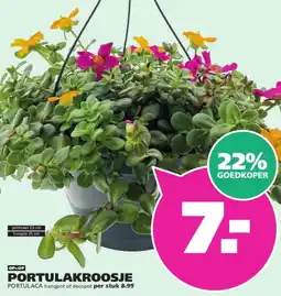 Ranzijn Portulakroosje aanbieding