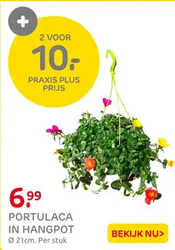 Praxis Portulaca in hangpot aanbieding