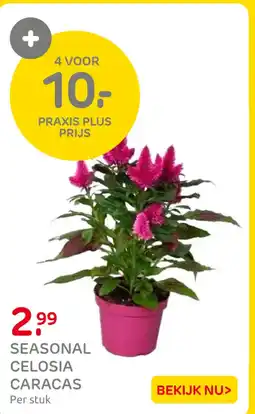 Praxis Seasonal celosia caracas aanbieding