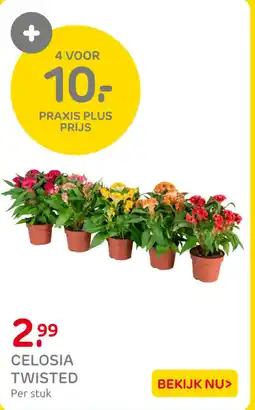 Praxis Celosia twisted aanbieding