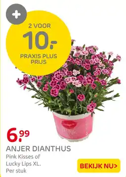 Praxis Anjer dianthus aanbieding