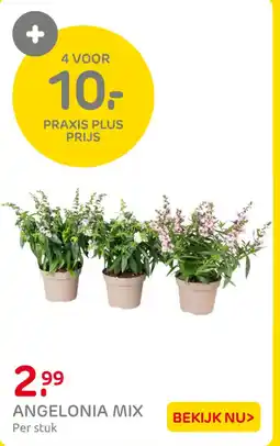Praxis Angelonia mix aanbieding