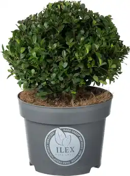 Intratuin Japanse Hulst in bolvorm (Ilex crenata 'Dark Green') D 19 H 20 cm aanbieding