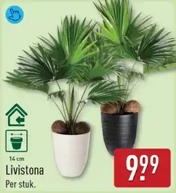 ALDI Livistona aanbieding