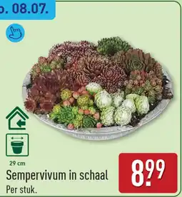 ALDI Sempervivum in schaal aanbieding