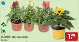 ALDI Helianthus of Leeuwenbekje aanbieding