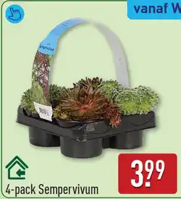 ALDI 4-pack Sempervivum aanbieding