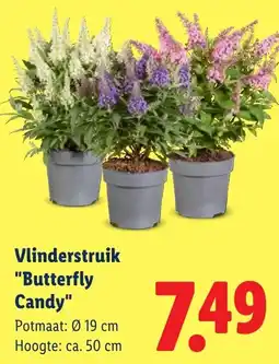 Lidl Vlinderstruik butterfly candy aanbieding