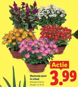 Lidl Bloeiende plant in schaal aanbieding