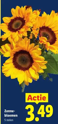 Lidl Zonnebloemen aanbieding