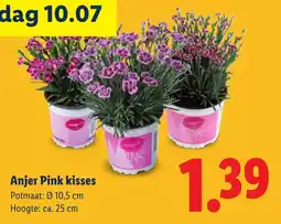 Lidl Anjer pink kisses aanbieding