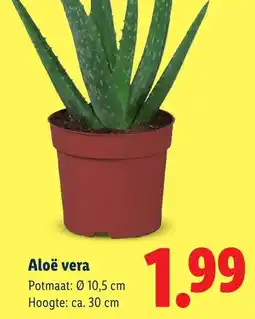 Lidl Aloë vera aanbieding