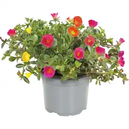Albert Heijn AH Portulaca S aanbieding