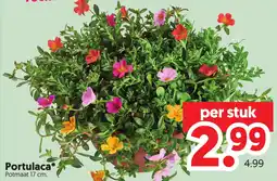 Dekamarkt Portulaca aanbieding