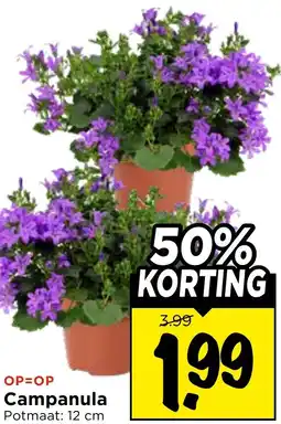 Vomar Voordeelmarkt Campanula aanbieding