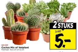 Vomar Voordeelmarkt Cactus Mix of Vetplant aanbieding