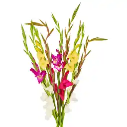 Dekamarkt Bloemen Gladiool aanbieding