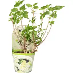 Dekamarkt DekaMarkt Pluimhortensia aanbieding