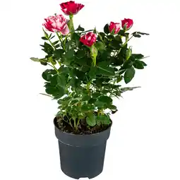 Dekamarkt Potroos rood wit p10.5 aanbieding