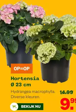 Welkoop Hortensia Ø 23 cm aanbieding