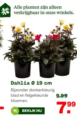 Welkoop Dahlia 0 19 cm aanbieding
