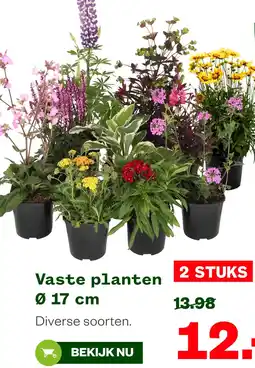 Welkoop Vaste planten Ø 17 cm aanbieding