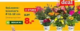 Welkoop Seizoens- bloeiers aanbieding