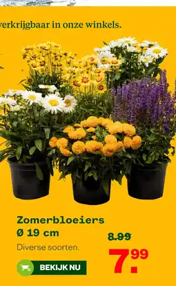 Welkoop Zomerbloeiers Ø 19 cm aanbieding