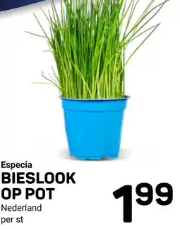 Ekoplaza Especia BIESLOOK OP POT aanbieding