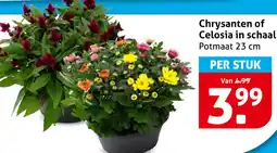 Hoogvliet Chrysanten of Celosia in schaal aanbieding