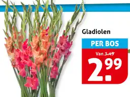 Hoogvliet Gladiolen aanbieding