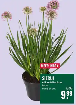 GroenRijk Sierui Allium Millenium aanbieding