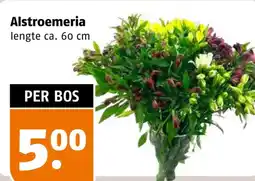 Poiesz Alstroemeria aanbieding