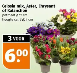 Poiesz Celosia mix, Aster, Chrysant of Kalanchoë aanbieding
