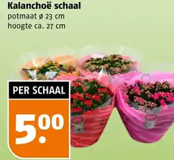Poiesz Kalanchoë schaal aanbieding