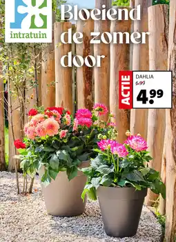 Intratuin Dahlia aanbieding