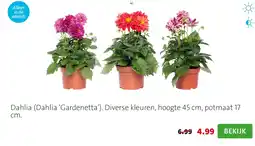 Intratuin Dahlia aanbieding