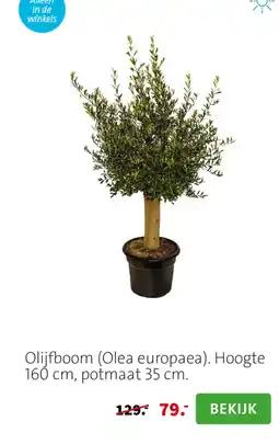 Intratuin Olijfboom aanbieding