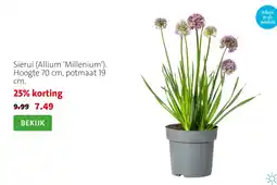 Intratuin Sierui aanbieding