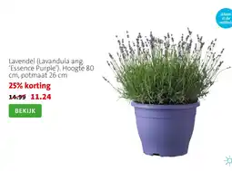 Intratuin Lavendel aanbieding