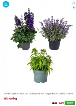 Intratuin Visuele vaste planten XXL aanbieding