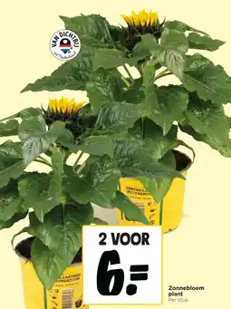 Jumbo Zonnebloem plant aanbieding