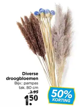 Xenos Diverse droogbloemen aanbieding