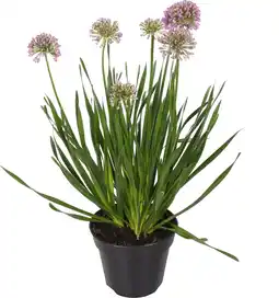 Intratuin Sierui (allium 'Millenium') D 19 H 55 cm aanbieding