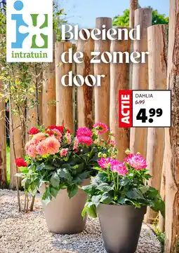 Intratuin DAHLIA aanbieding