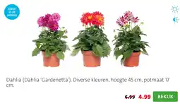 Intratuin Dahlia (Dahlia ‘Gardenetta’). Diverse kleuren, hoogte 45 cm, potmaat 17 cm. aanbieding