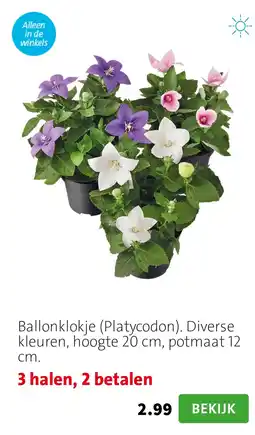 Intratuin Ballonklokje (Platycodon). Diverse kleuren, hoogte 20 cm, potmaat 12 cm. aanbieding