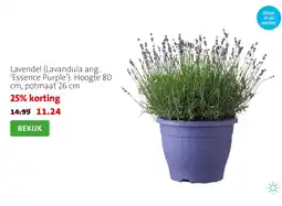 Intratuin Lavendel (Lavandula ang. ‘Essence Purple’). Hoogte 80 cm, potmaat 26 cm aanbieding