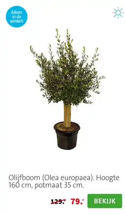 Intratuin Olijfboom (Olea europaea). Hoogte 160 cm, potmaat 35 cm. aanbieding